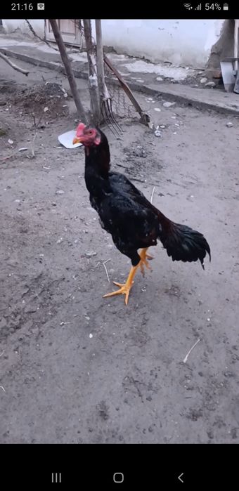 Dakan Juja sotiladi bardovi