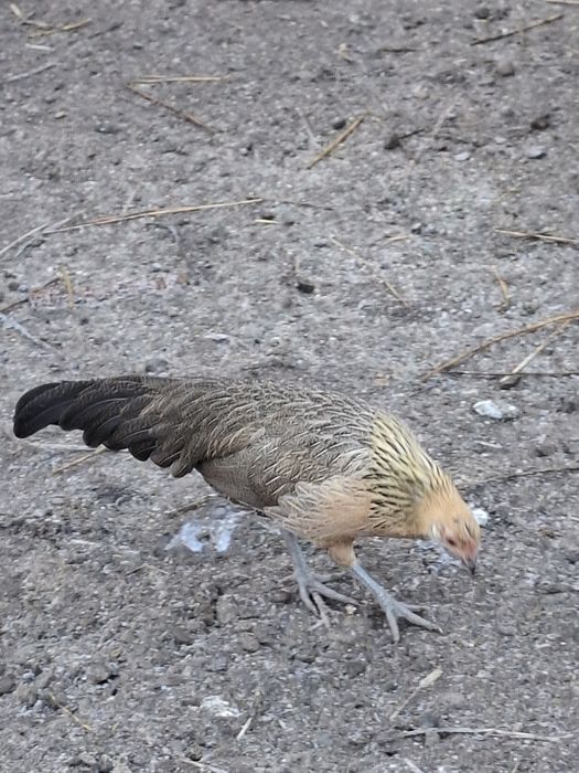 Pereche Phoenix  2025