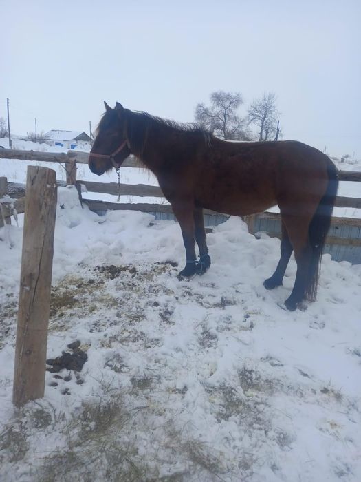 Продам Кобыла жеребе