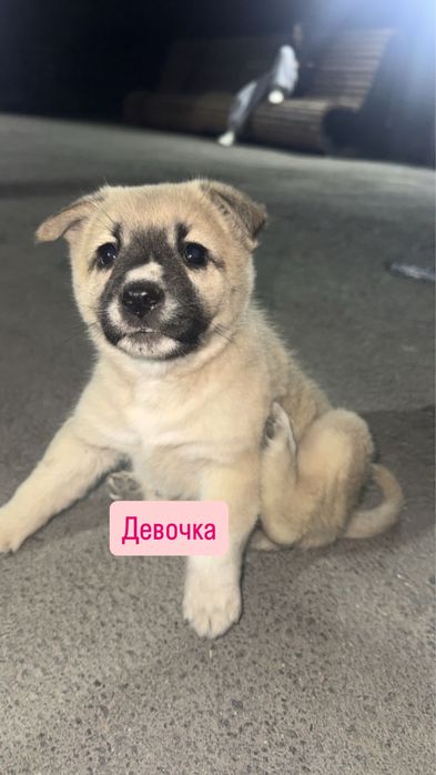 Одам щенков в добрые руки