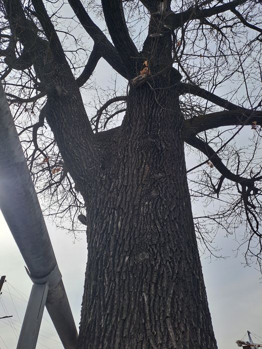 Продам дерево Дуб,  Недорого