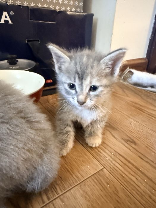 отдаю котят в добрые руки 4 шт