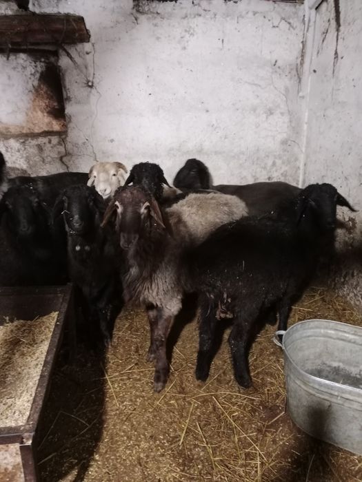 Продаю баран стоят на откорме