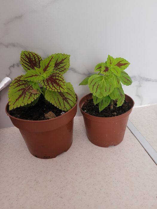 Продам цветок колеус