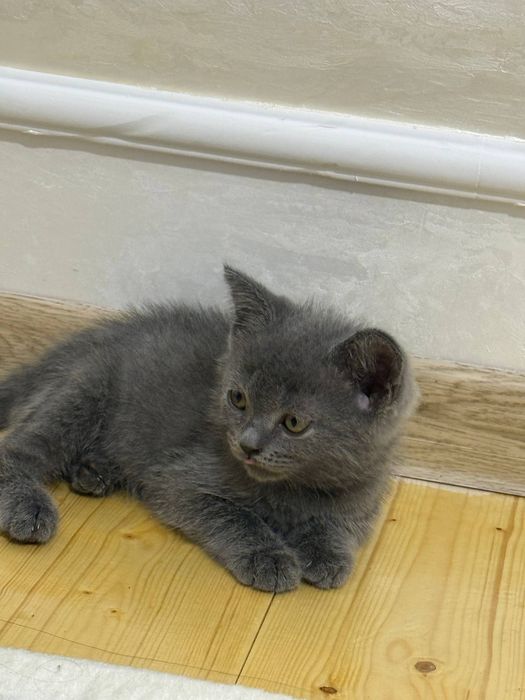 Отдам в хорошие руки