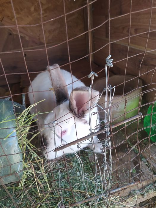 Продам Кроликов.