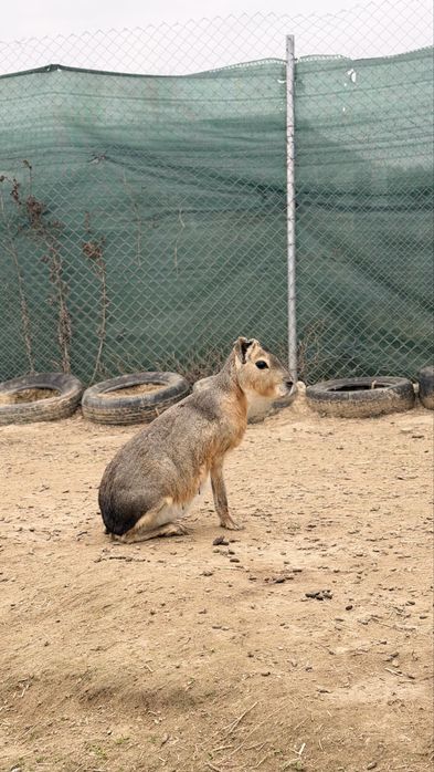 Патагонска  мара