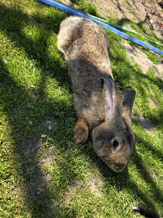 Iepurași de vanzare (marele German)