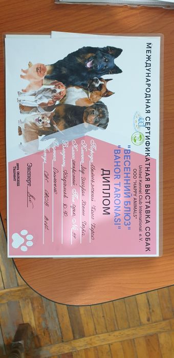 Продаётся щенок кане корсо итальянская