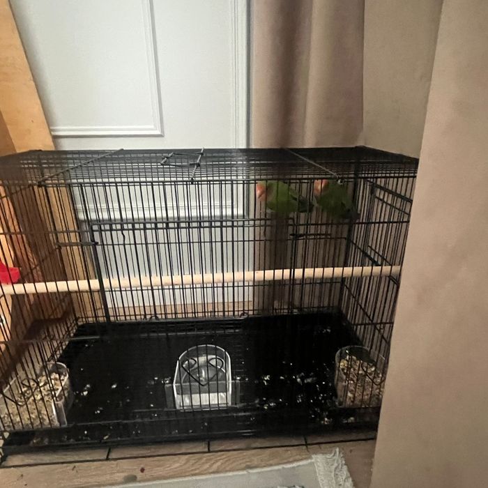 Неразлучник пара