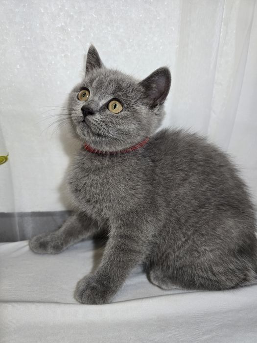 Шотландски Британски котенца