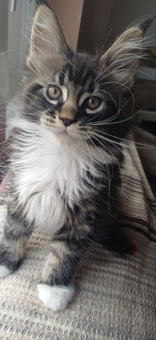 Чистокръвни мейн кун котета 2025