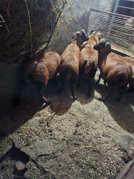 Patru oi camerun si un berbec