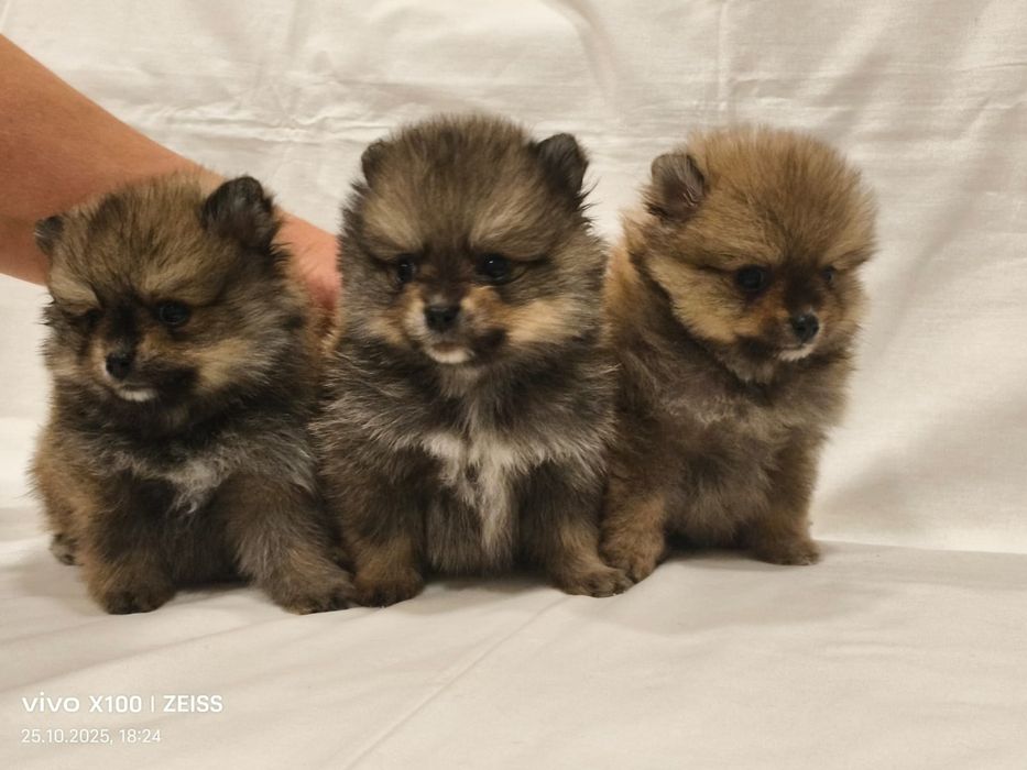 Очаровательные щенки шпица.
