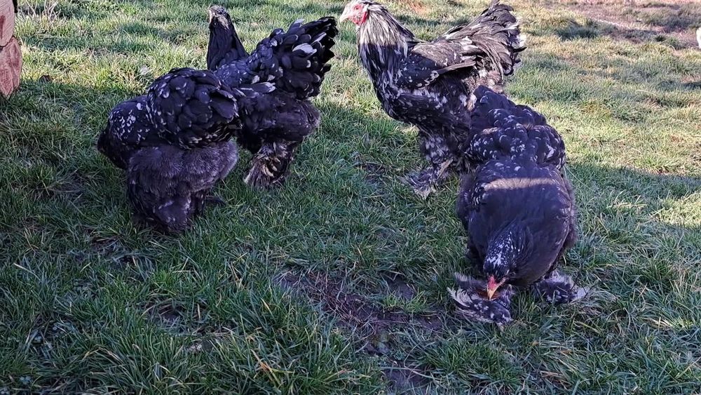 Oua brahma pentru incubat