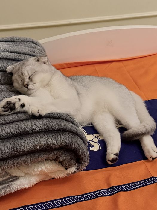 Красавец ищет невесту! Xotin qidirvomiza mujikchaga!