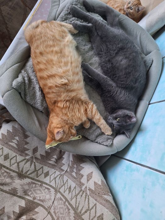 Отдам в хорошие руки