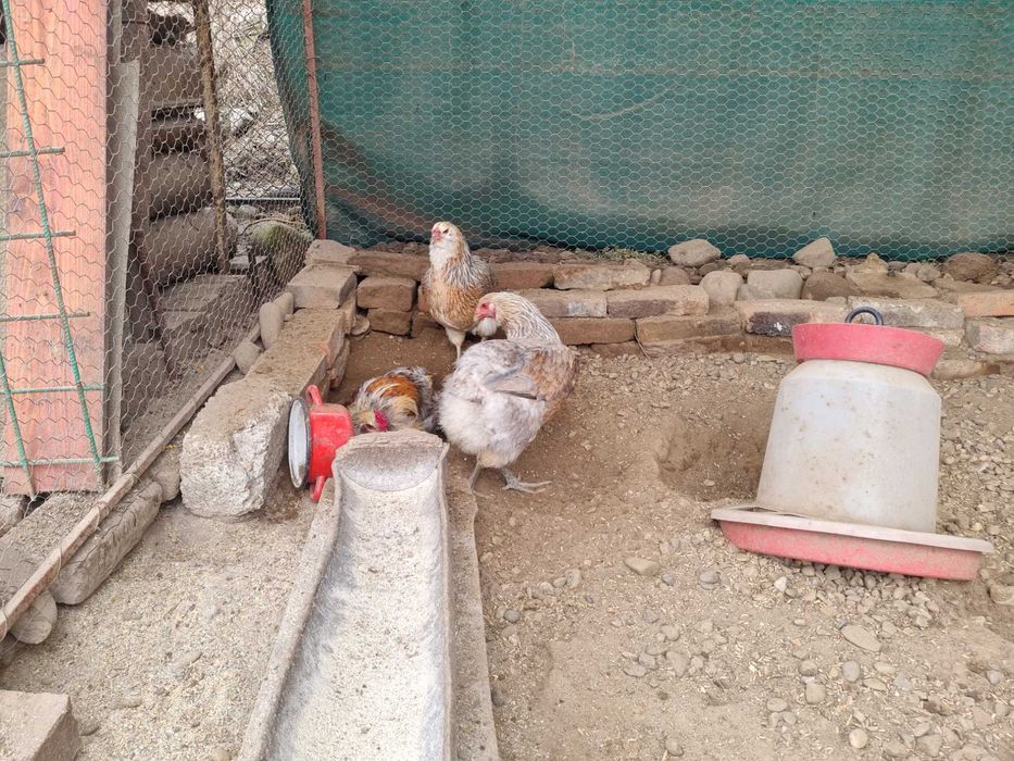 Pui si oua de incubat Araucana