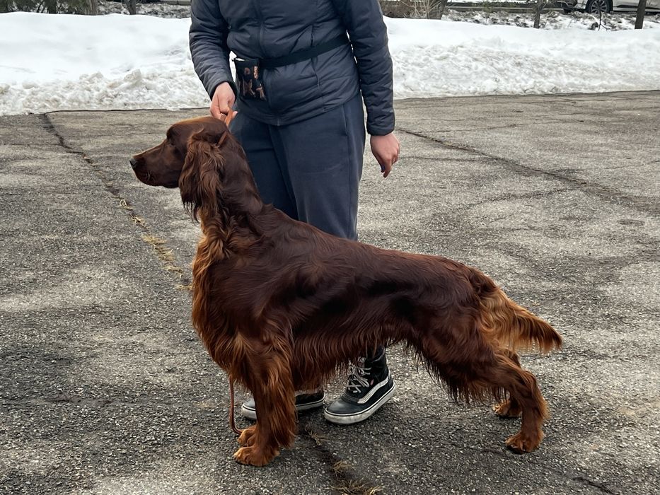 Ирландский сеттер для вязки