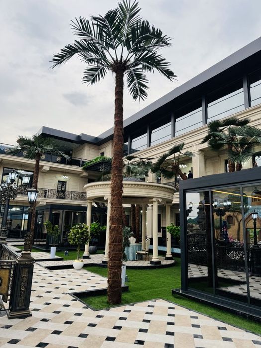 Сунний пальма дарахтлари Palma