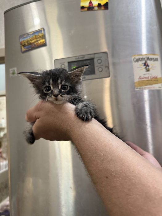 Котенок мейн куна серый