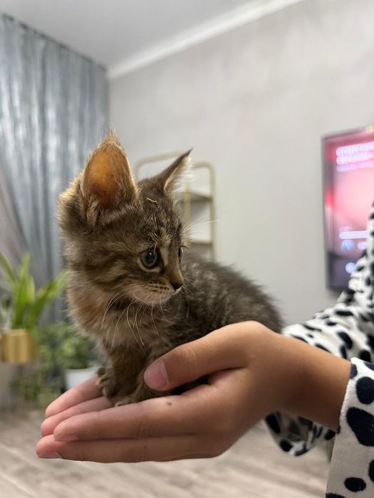 Продам Мейн кунов