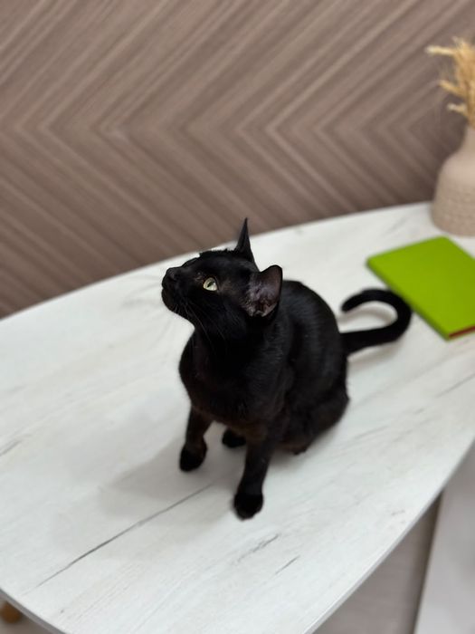 Кошка в хорошие руки