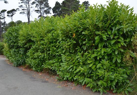 Prunus Laurocerasus
