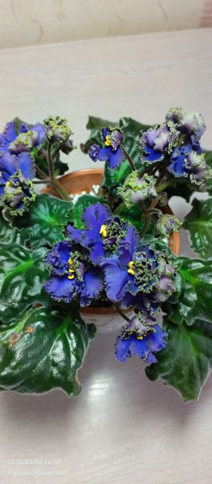 .Фиалки, комнатные цветы,цветы.