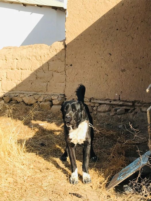 Алабай ит күшік .