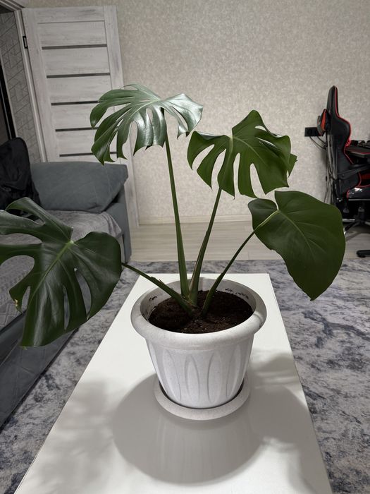 Продам взрослую монстеру