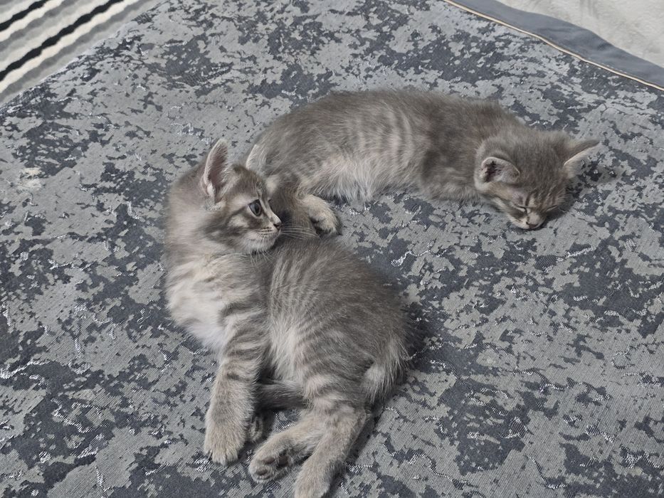 Срочно отдаю котят девочек бесплатно