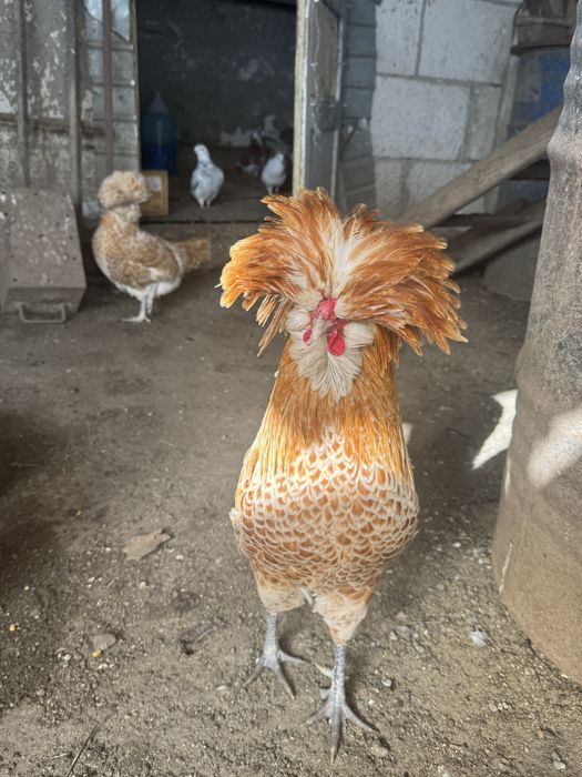 Ouă  pentru incubat paduana chamoise.