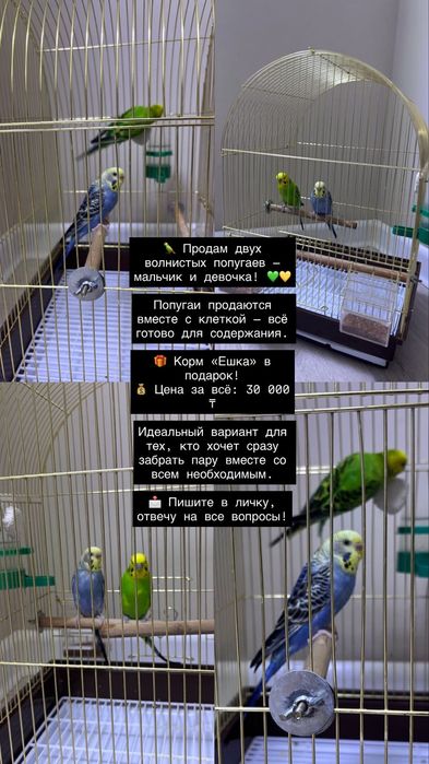 Волнистые попугаи