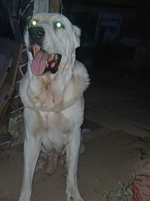 It sotiladi zoti Alabay