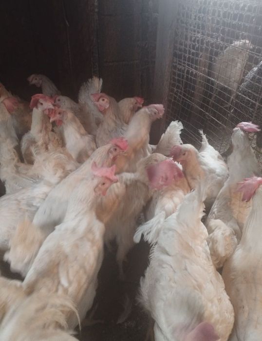 Продам курей несушек белых