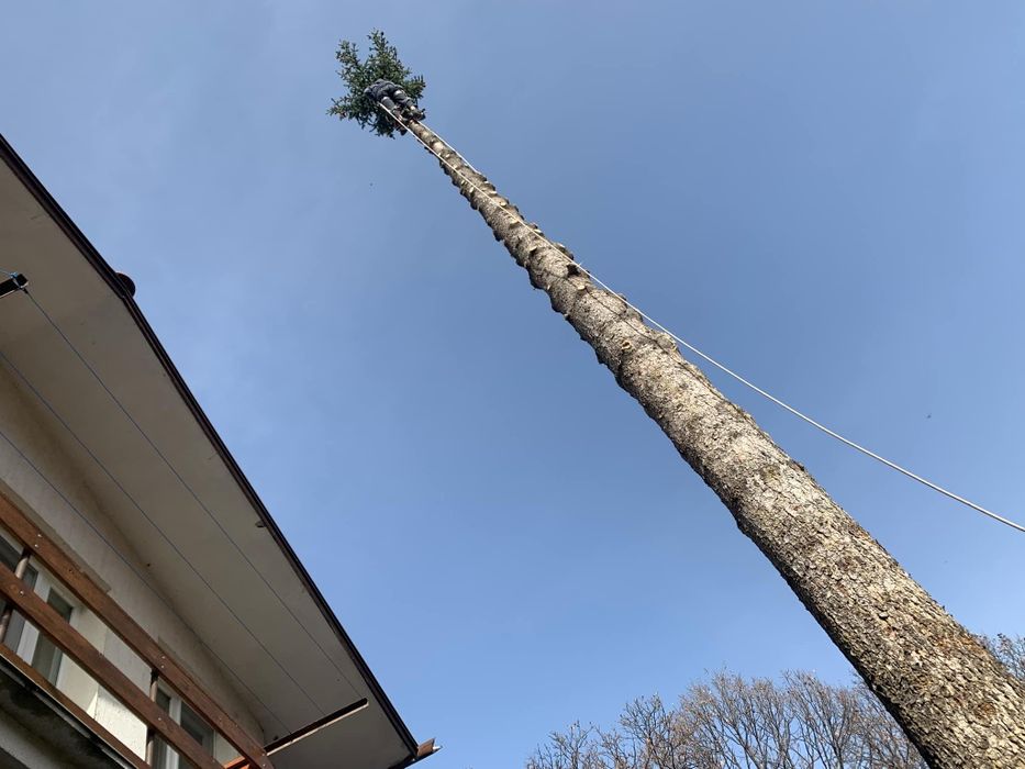 Рязане на опасни дървета арбористи алпинисти кастрене премахване