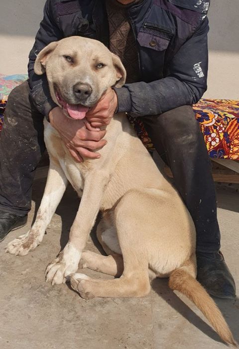 Кучук сотилади бултилер билан чатишган