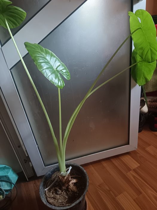 Комнатный цветок