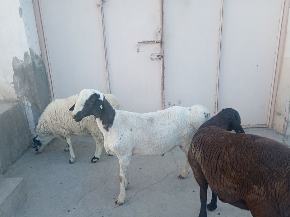 Qochqor, qoy кочкор, кой.