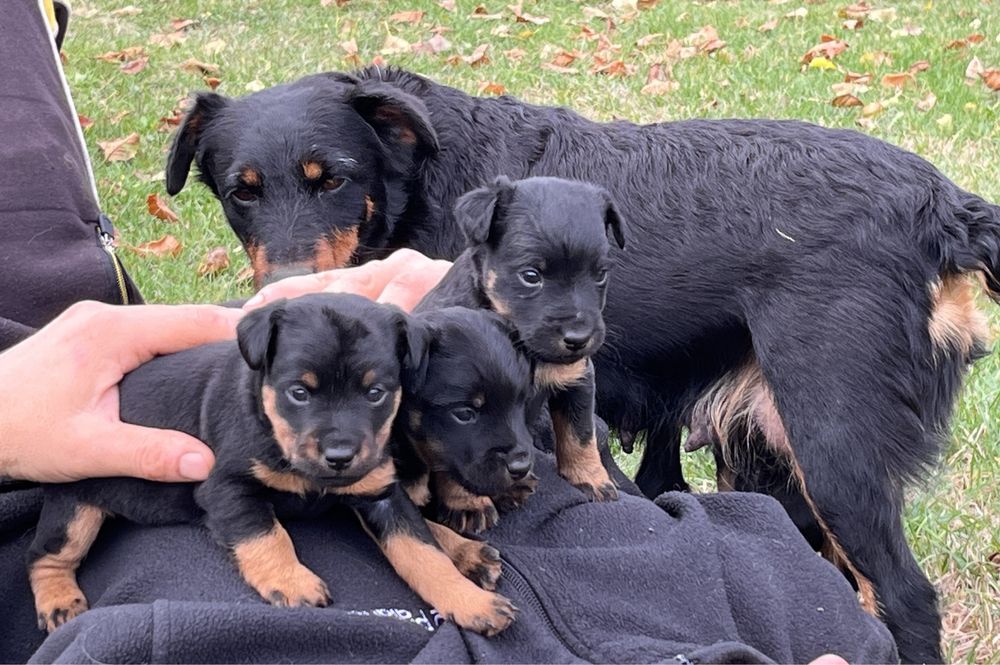 Ягдтериер кученца