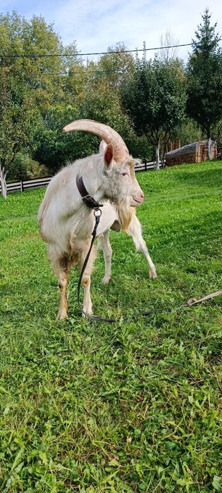 Țap Sanen , 2000lei negociabil