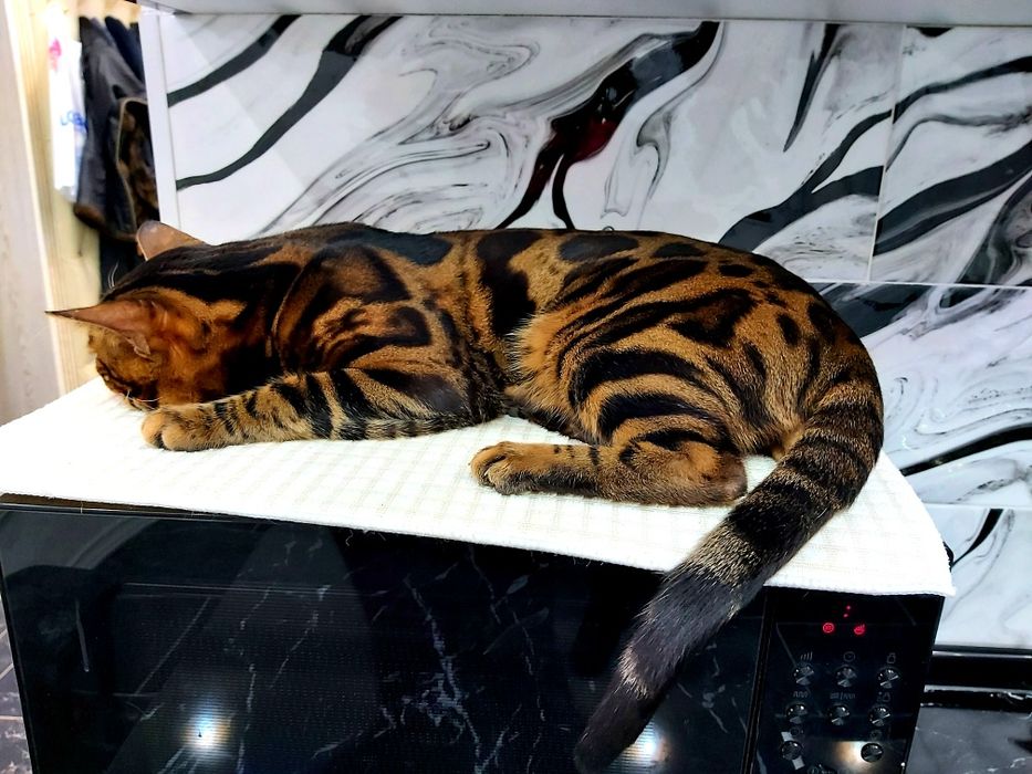 Бенгалы. Котята и подростки ! Шоу класс!