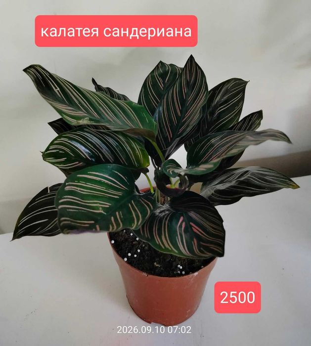 Продам комнатные растения