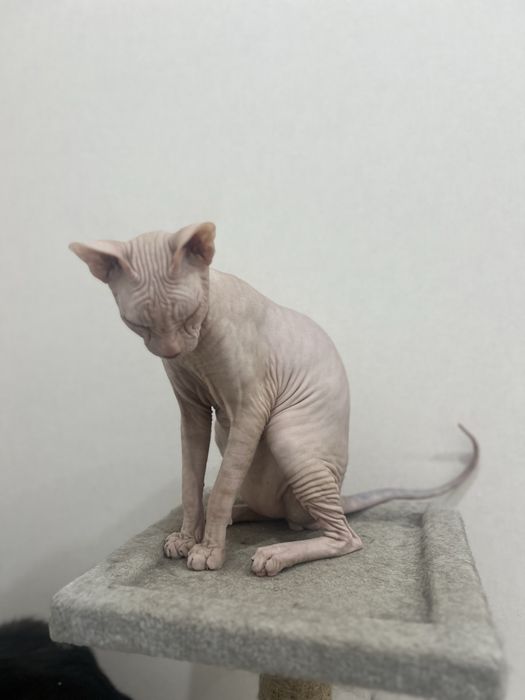 Продам сфинкса 6 месяцев