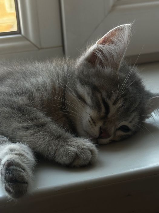 Котенок, 3 месяца