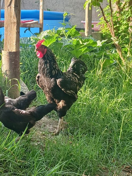 Jersi zotli xoroz sotiladi  gigant paroda