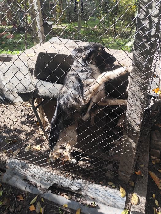 Подаряваме кученца