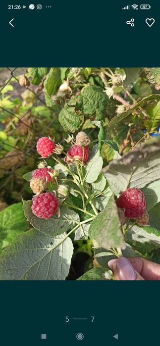 Zmeură bio anul 2025.