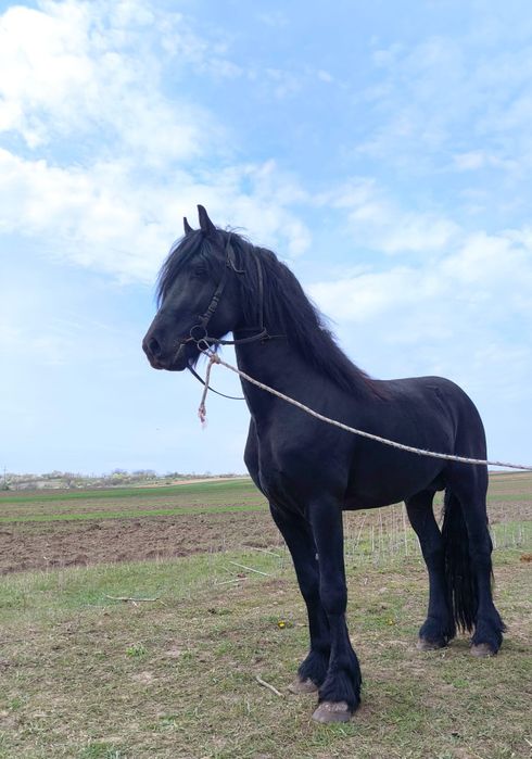 Armăsar frizian friz